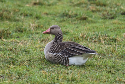 Bird on a field