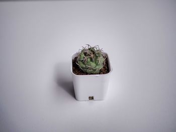 Close-up of potted plant against white background