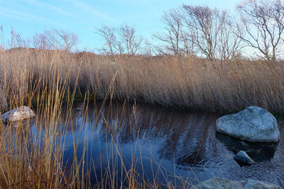 Reflection of bare trees in water