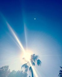 Low angle view of sun streaming through palm tree against blue sky