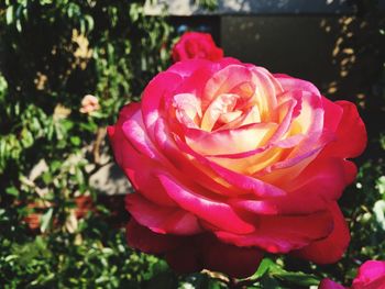 Close-up of red rose