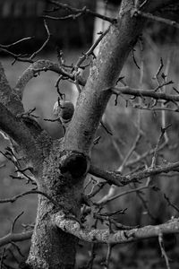 Close-up of lizard on tree