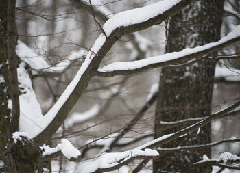 Close-up of frozen bare tree in forest during winter