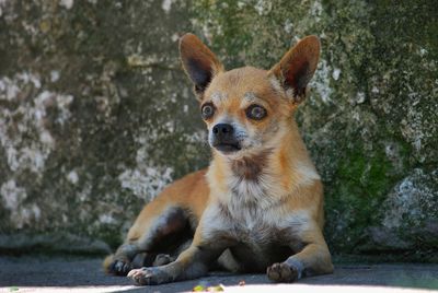 Portrait of dog sitting on rock against trees