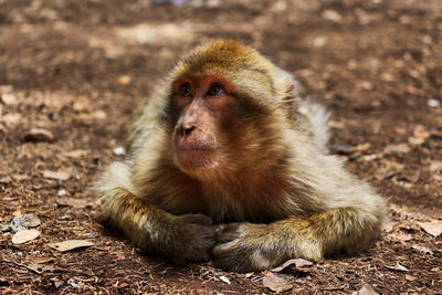 Close-up of monkey relaxing on field