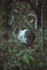 Stray cat in forest