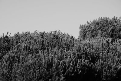 Plants growing on field against clear sky