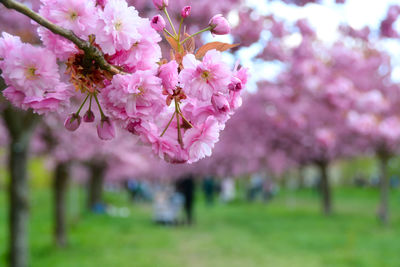 Close-up of pink cherry blossom