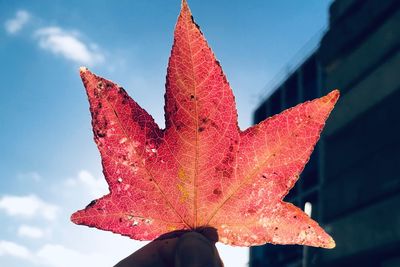 Close-up of hand holding red maple leaf against sky