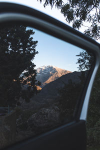 Trees seen through car window