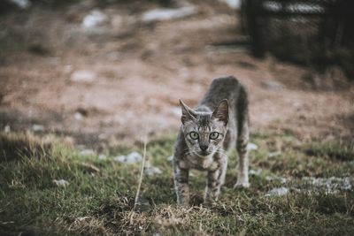 Portrait of cat standing on field