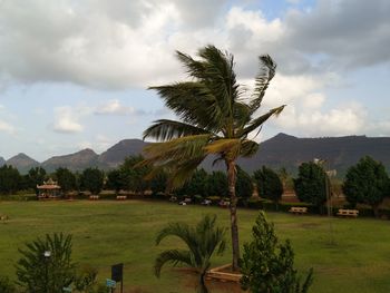 Palm trees on landscape against sky