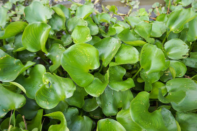 Full frame shot of green leaves