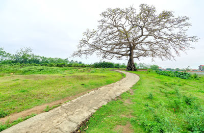 Tree on field against sky