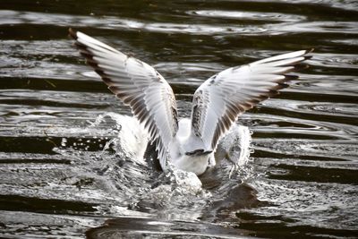 Close-up of birds flying over lake