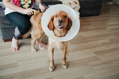 Dog sitting in elizabethan cone on hardwood floor at home. let's treatment concept