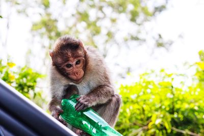 Close-up of monkey on tree