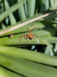 Close-up of spider