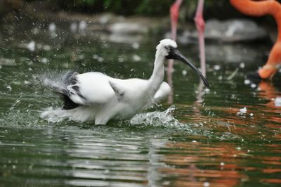 Birds in calm water