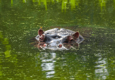 Duck swimming in lake