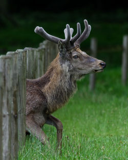 Side view of deer on field