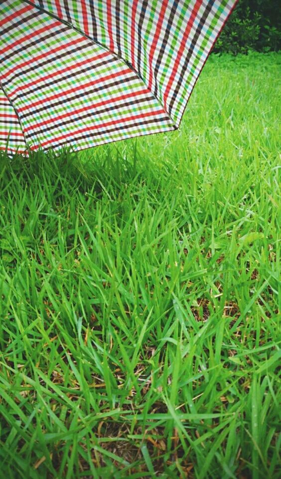grass, green color, field, grassy, growth, park - man made space, lawn, high angle view, day, outdoors, nature, no people, pattern, sunlight, tranquility, green, absence, empty, plant, grassland