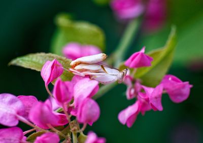 Close-up of pink flowering plant