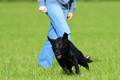 Close up of a young black labrador running through a field