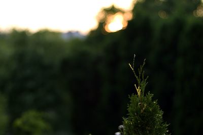 Close-up of fresh green plant