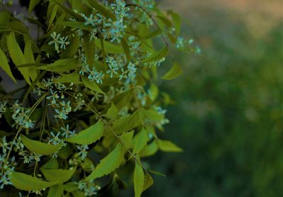 Close-up of fresh green leaves
