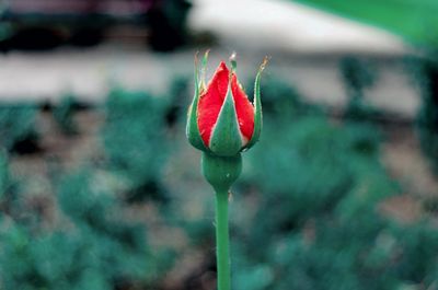 Close-up of red flower bud