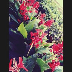 Close-up of red flowers