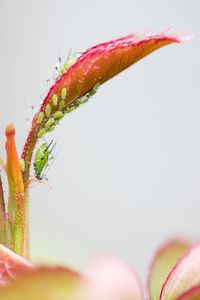 Close-up of pink rose flower bud