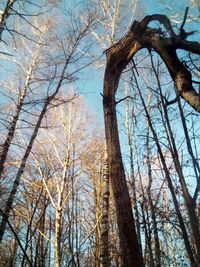 Low angle view of bare trees against sky