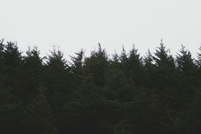 Low angle view of trees against clear sky