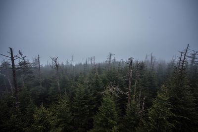 Pine trees in forest against sky