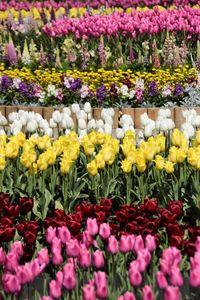 Full frame shot of multi colored tulips