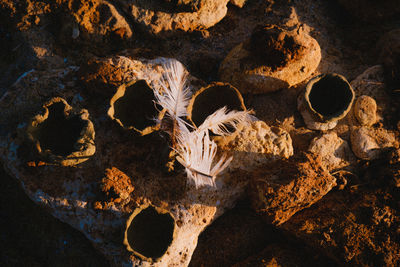 Close-up of lizard on rock