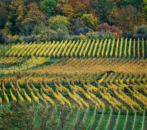 Scenic view of field