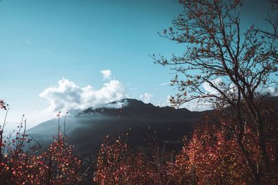 Low angle view of flowering plants against sky during autumn