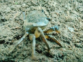 Close-up of crab on sand