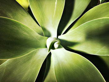 Full frame shot of agave plant