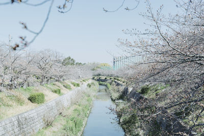 Trees along canal