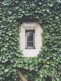 Closed window surrounded by ivy plants