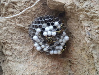 High angle view of insect on rock