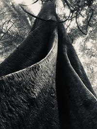 Low angle view of tree against sky