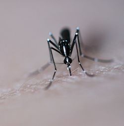 Close-up of spider