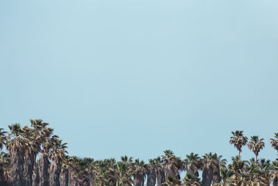 Palm trees against clear sky