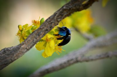 Close-up of bee perching on yellow flower