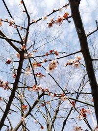 Low angle view of apple blossoms in spring